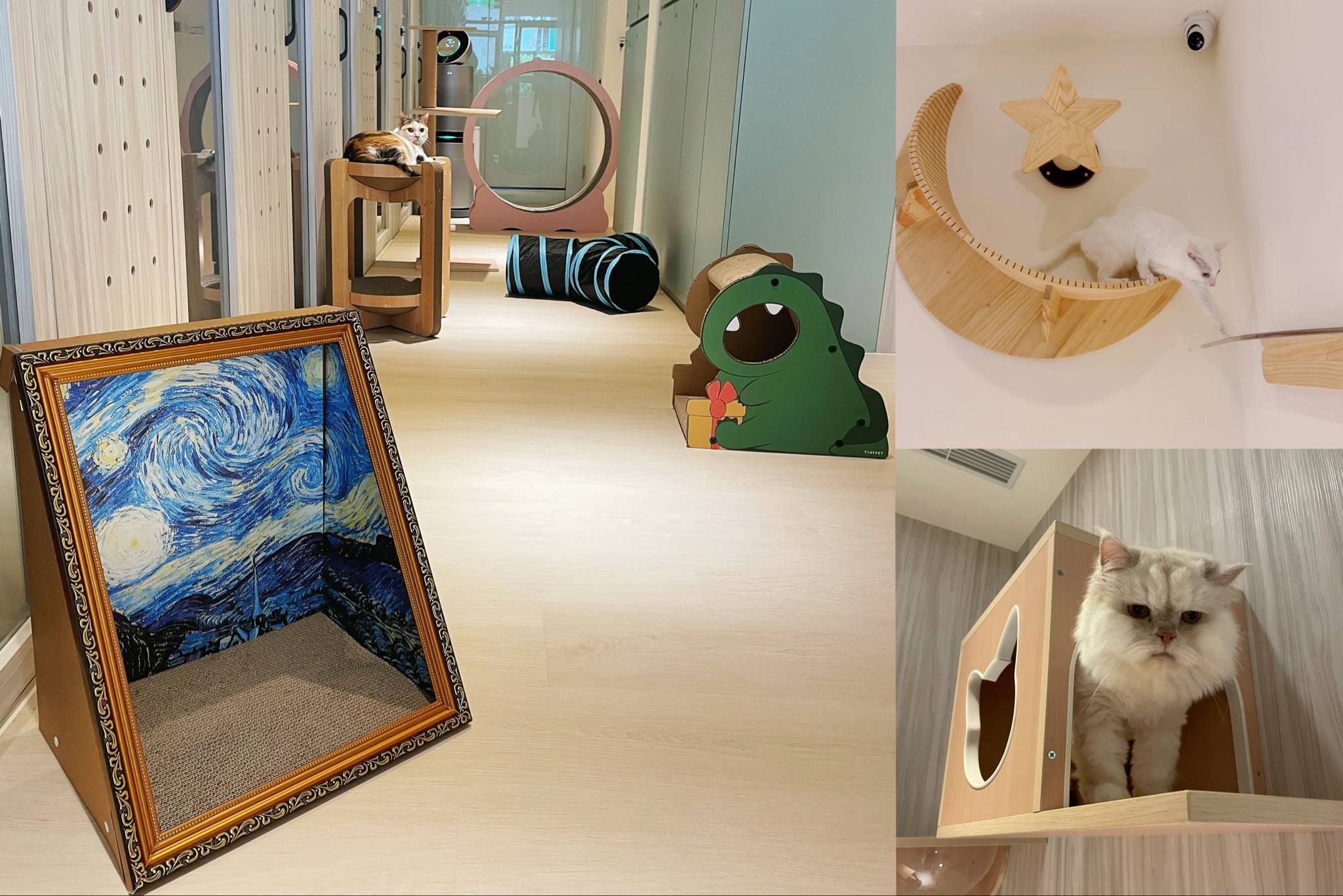三重貓羅紀純貓旅館內部空間，明亮舒適的貓咪住宿環境，創意貓跳台、藝術抓板、可愛貓屋設計，專業貓保姆細心照護
