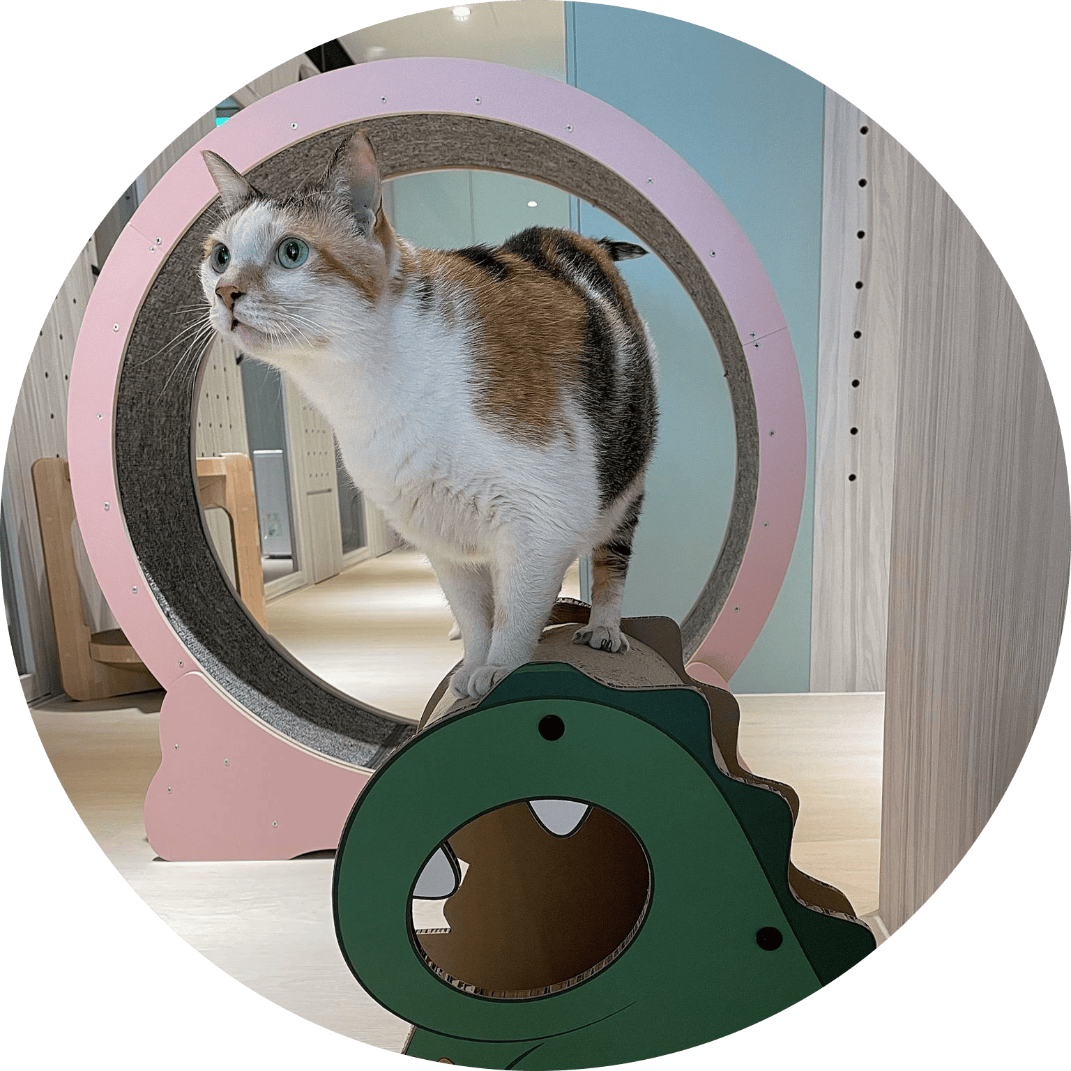 貓咪專屬跑步機與跳台,促進活動力與健康