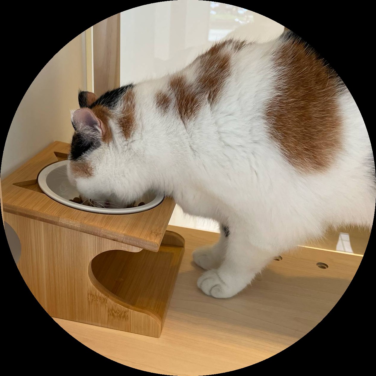 陶瓷護頸食碗，搭配護頸碗架，讓貓咪舒適進食