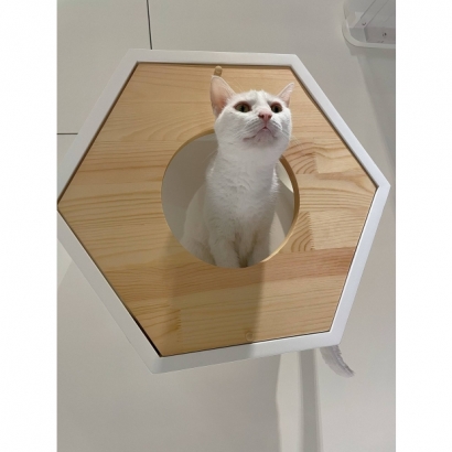貓咪在六角貓屋內窺探 貓咪在六角貓屋內窺探