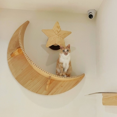 貓咪坐在星月造型貓跳台上 貓咪坐在星月造型貓跳台上
