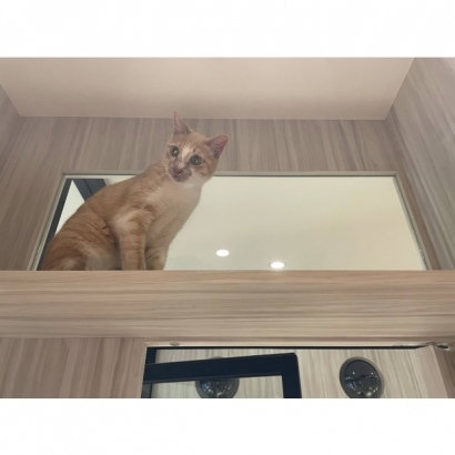 貓咪坐在貓羅紀純貓旅館採光家庭房的高處觀景窗上 貓咪坐在貓羅紀純貓旅館採光家庭房的高處觀景窗上