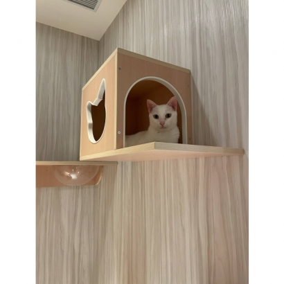 白貓悠閒躺在貓羅紀純貓旅館採光家庭房的貓型貓窩內 白貓悠閒躺在貓羅紀純貓旅館採光家庭房的貓型貓窩內