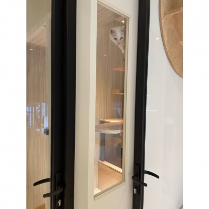 白貓從貓羅紀純貓旅館採光家庭房玻璃窗往外探頭 白貓從貓羅紀純貓旅館採光家庭房玻璃窗往外探頭